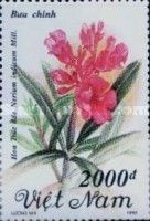 Sweet Scented Oleander (Nerium indicum Mill)