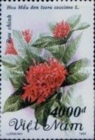 Flame-of-the-wood (Ixora coccinea L)