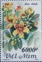 Yellow Flowered Acasia (Cassia surattensis Burm F.)