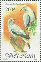Torresian Imperial Pigeon (Ducula spilorrhoa)