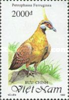 Spinifex Pigeon (Petrophassa ferruginea) 