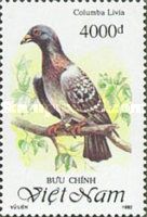 Rock Dove (Columba livia)