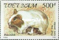 Domestic Guinea Pig (Cavia porcellus)