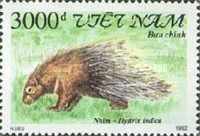 Indian Crested Porcupine (Hystrix indica)