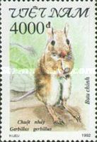 Lesser Egyptian Gerbil (Gerbillus gerbillus)