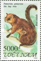Red Giant Flying Squirrel (Petaurista petaurista)