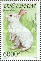 Domestic Rabbit (Oryctolagus cuniculus forma domestica)