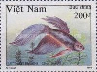 Brown-violet Siamese Fighting Fish (Betta splendens)