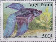 Grey-ultramarine Siamese Fighting Fish (Betta splendens)