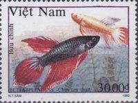 Dark-violet Siamese Fighting Fish (Betta splendens)