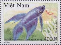 Blue-red-lilac Siamese Fighting Fish (Betta splendens)