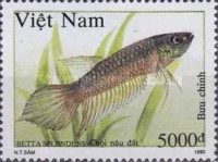 Dark-brown Siamese Fighting Fish (Betta splendens)