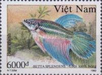Green Siamese Fighting Fish (Betta splendens)