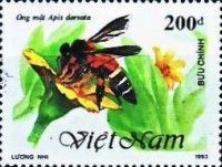 Giant Honey Bee (Apis dorsata)
