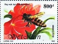 Koschevnikov's Honey Bee (Apis kopschevnikovi)
