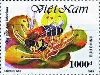 Himalayan Honey Bee (Apis laboriosa)