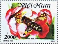 Japanese Honey Bee (Apis cerana japonica)