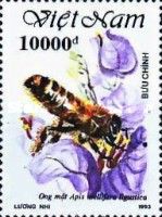 Italian Honey Bee (Apis mellifera ligustica)