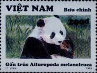 Giant Panda (Ailuropoda melanoleuca)