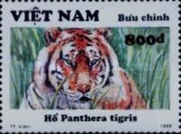 Tiger (Panthera tigris)