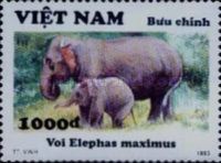Asian Elephant (Elephas maximus)