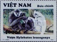 Northern White-cheeked Gibbon (Hylobates leucogenys)