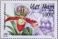 Red boat-like shoe (Paphiopedilum gratrixianum)