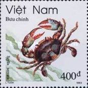 Giant Mud Crab (Scylla serrata)
