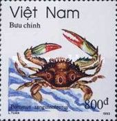 Three-spot Swimming Crab (Portunus sanguinolentus)