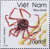 King Crab (Lithodes turritus)