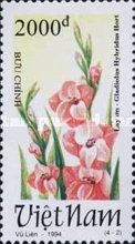 Salmon gladioli (Gladiolus hybridus Hort)