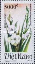 White gladioli (Gladiolus hybridus Hort)