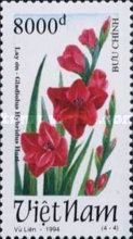 Magenta gladioli (Gladiolus hybridus hort)