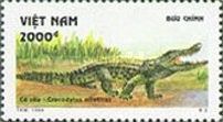 Nile Crocodile (Crocodylus niloticus)