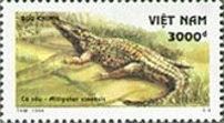 Chinese Alligator (Alligator sinensis)