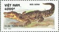 Yacare Caiman (Caiman yacare)