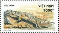 Freshwater Crocodyle (Crocodylus johnsoni)