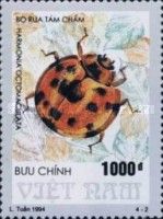 Three-banded Ladybird (Harmonia octomaculata)