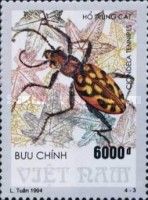 Tiger Beetle (Cicindela tennipes)
