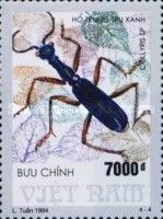 Tube Beetle (Collyris sp.)