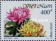 Chrysanthemum morifolium