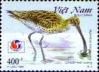 Eurasian Curlew (Numenius arquata)