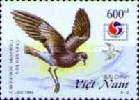 Wilson's Storm Petrel (Oceanites oceanicus)