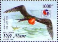 Great Frigatebird (Fregata minor)