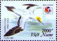 Cape Gannet (Morus capensis)