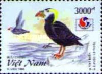 Tufted Puffin (Fratercula cirrhata)