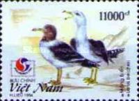 Belcher's Gull (Larus belcheri)