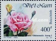Rose (Rosa chinensis)
