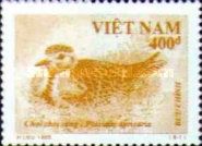 Eurasian Golden Plover (Pluvialis apricaria)