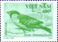 Sociable Weaver (Philetairus socius)